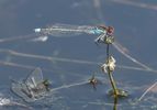 Red-eyed Damselfly