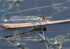 Red-eyed Damselfly
