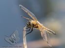 Four-spotted Chaser