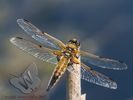 Four-spotted Chaser