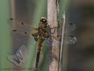 Four-spotted Chaser