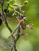 Hairy Dragonfly