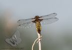 Broad-bodied Chaser