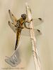 Four-spotted Chaser