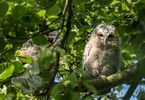 Tawny Owlets