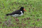 Oyster catcher