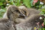 Greylag Goslings