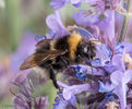 Bumble Bee