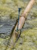 Damselflies Laying eggs