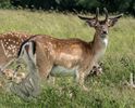 Fallow Deer