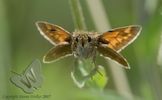 Large Skipper butterfly