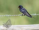 Swallow