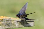 Swallow