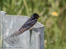 Swallow