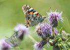 Painted Lady