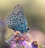 Silver-studded Blue