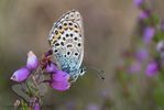 Silver-studded Blue