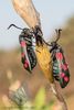 Six-spotted Burnet Moth