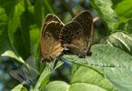 Ringlets mating