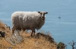 Sheep above Barmouth