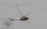 Broad-bodied Chaser