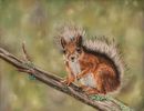 Red Squirrel