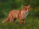 Red Fox
