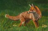 Red Fox