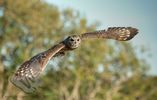 Abysinnian Eagle Owl