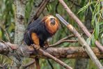 Golden headed Lion Tamarin