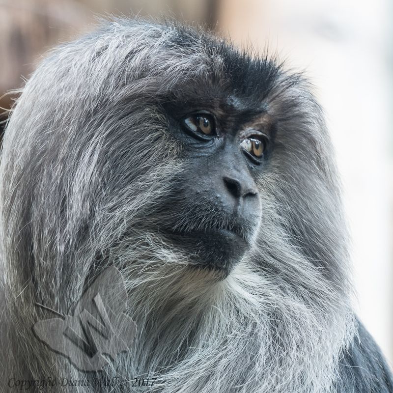 Lion-tailed Macaque