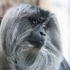 Lion-tailed Macaque