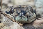New Guinea Amethystine Python
