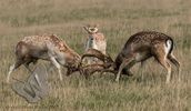 Fallow Deer Rutting