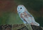 Barn Owl