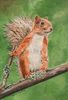 Red Squirrel