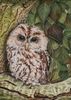 Tawny Owl