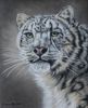 Snow Leopard