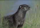 European Otter