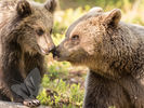 Mother & Cub