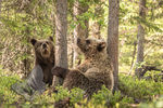 Cubs playing