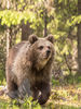 Brown Bear Cub