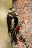 Great Spotted Woodpecker