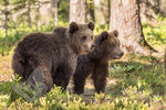 Brown Bear Cubs
