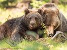 Mother & Cub