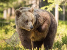 Brown Bear scratching