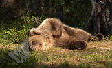 Cub Scratching