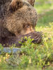 Bear and claws