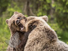 Bears play Fighting