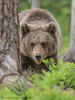 Brown Bear